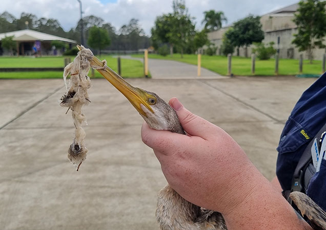 Darter with rubbish in beak